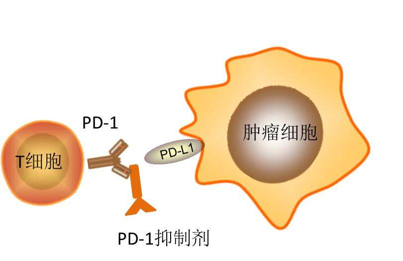 免疫治疗之---癌症免疫治疗是应用免疫学原理和方法