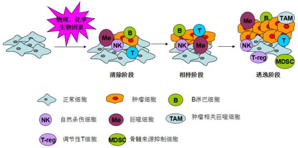 免疫治疗之--全新第3代癌症免疫疗法 – iNKT细胞治疗